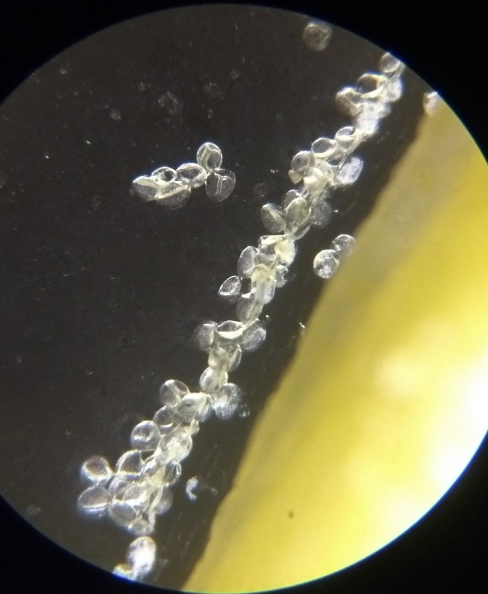  image of tube rose pollen grains