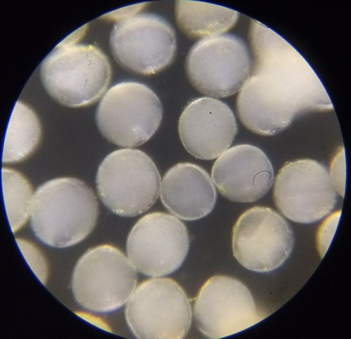  image of tube rose pollen grains