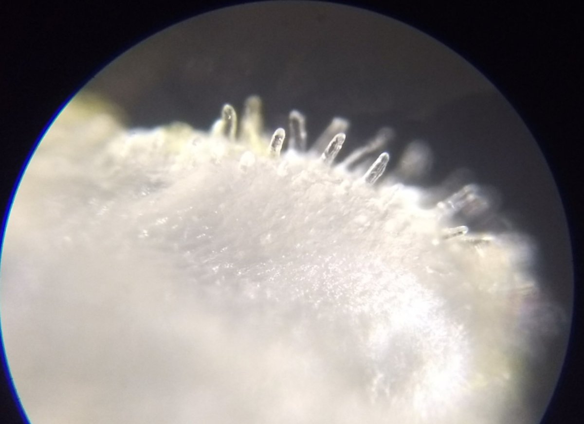  image of tube rose pollen grains