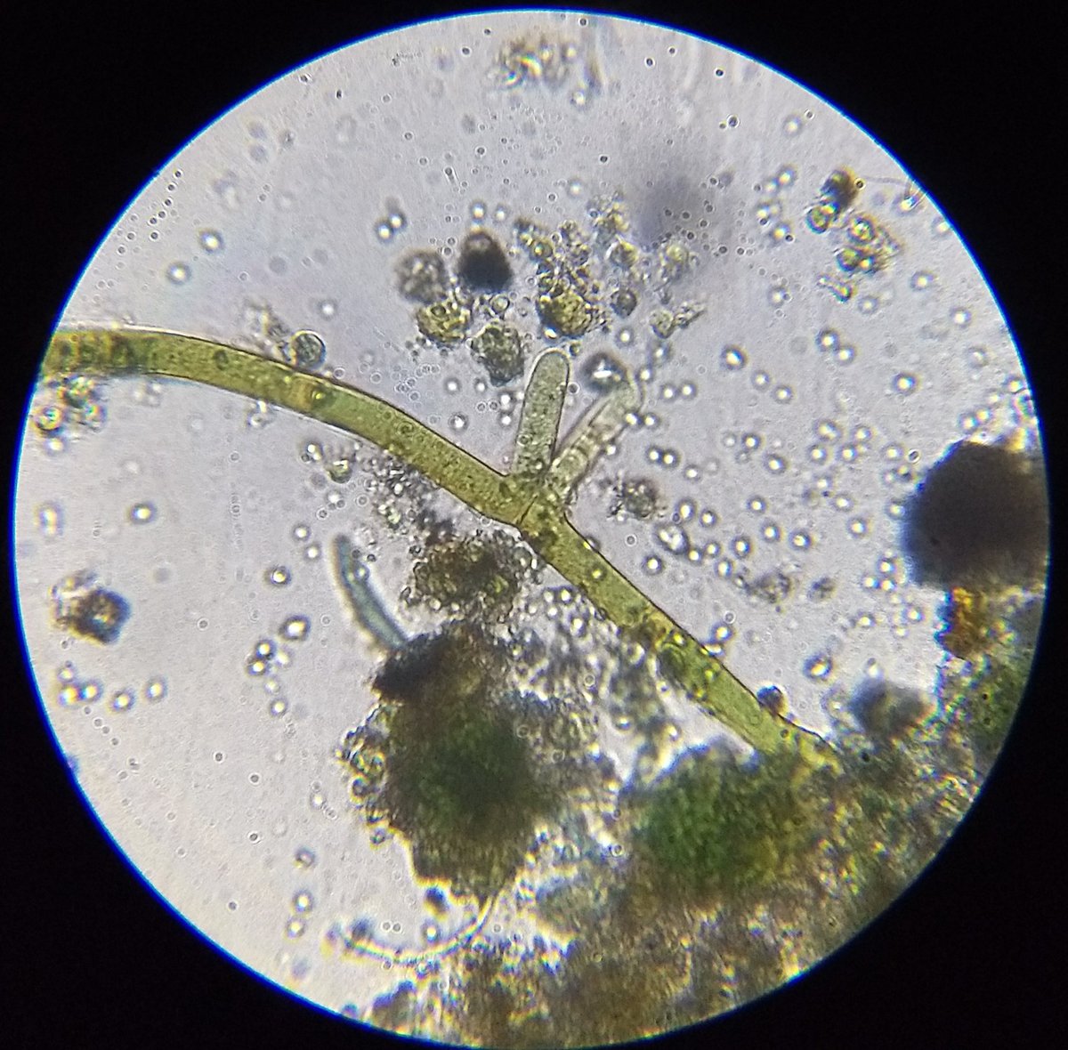  image of algae