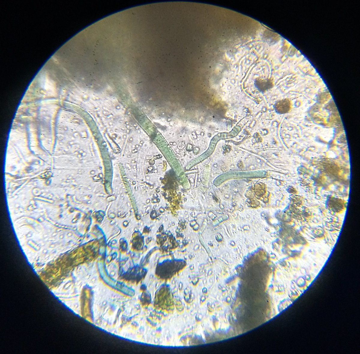  image of algae