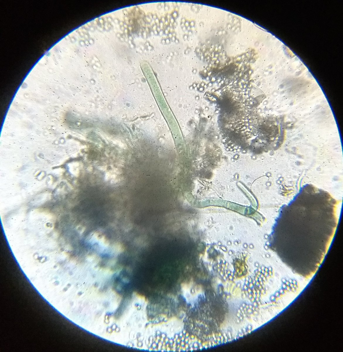  image of algae