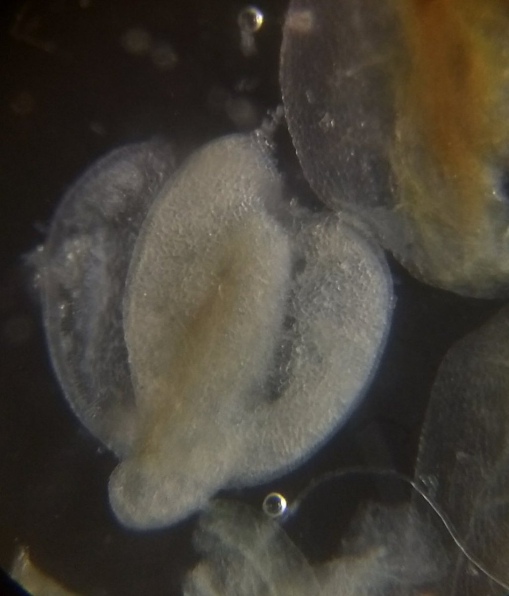  image of Parts of a cilantro flower and pollen