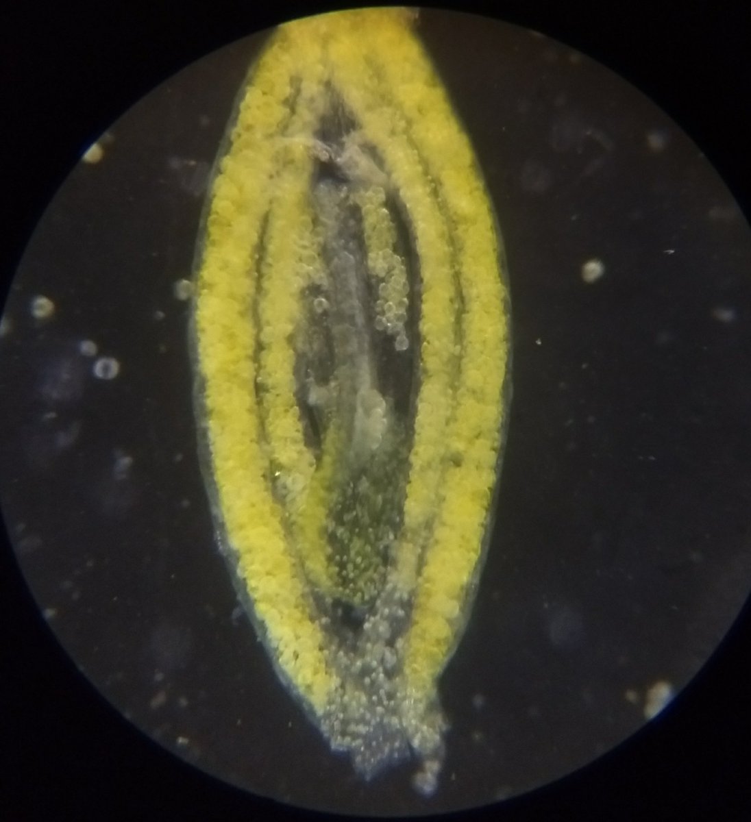  image of pollen sacks