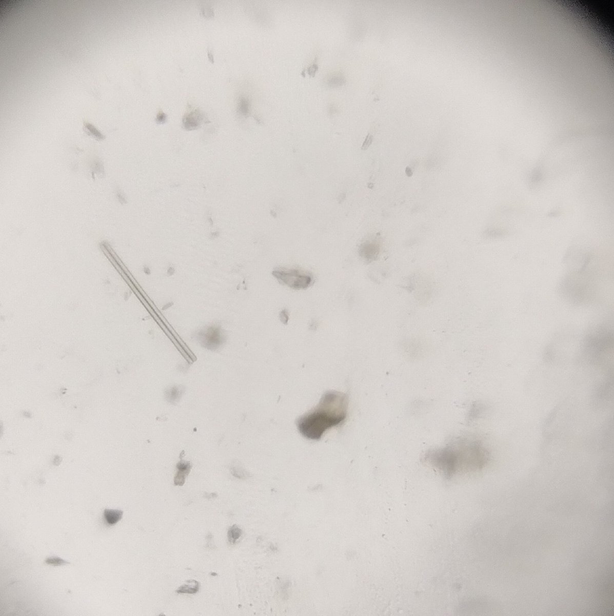  image of diatoms
