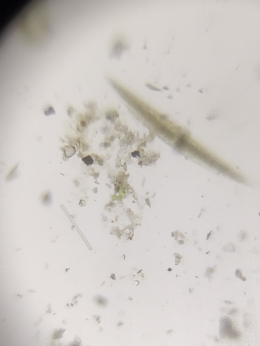  image of Diatoms