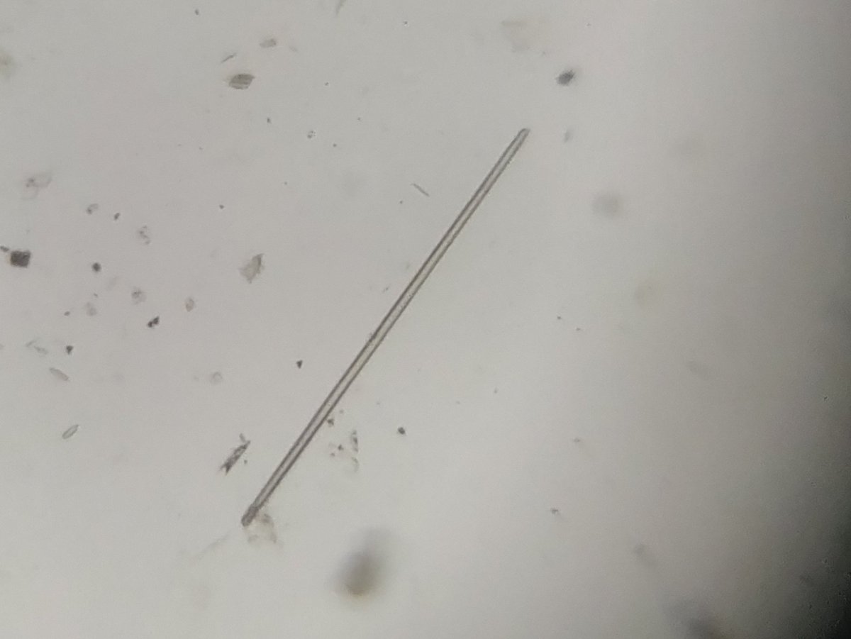  image of Diatoms