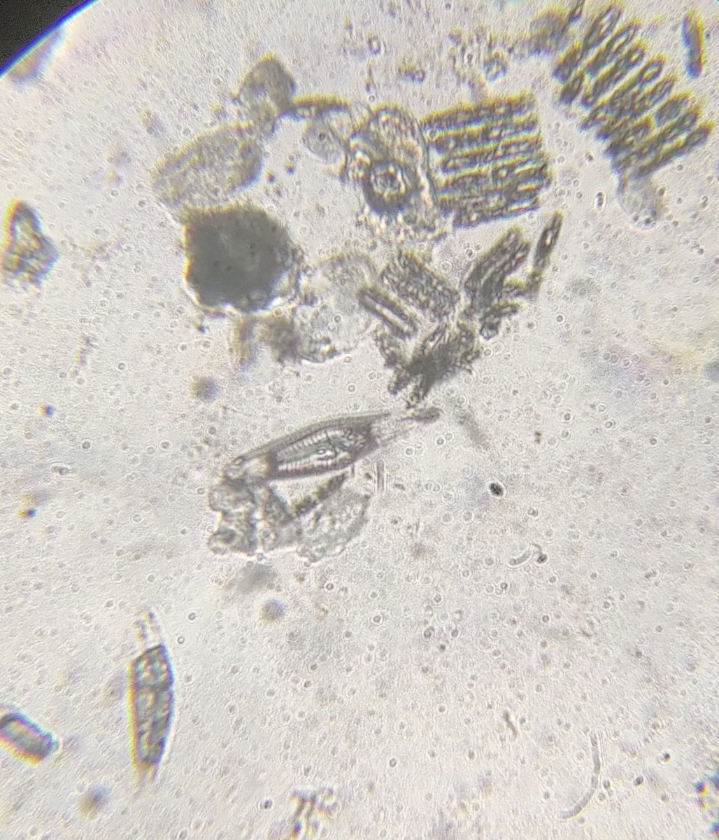  image of compound microscope