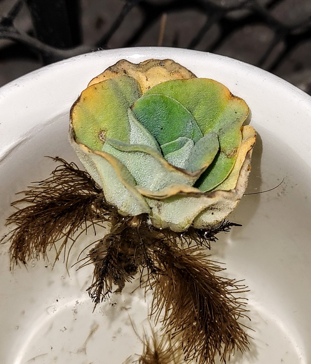  image of Roots of a lovely looking succulent