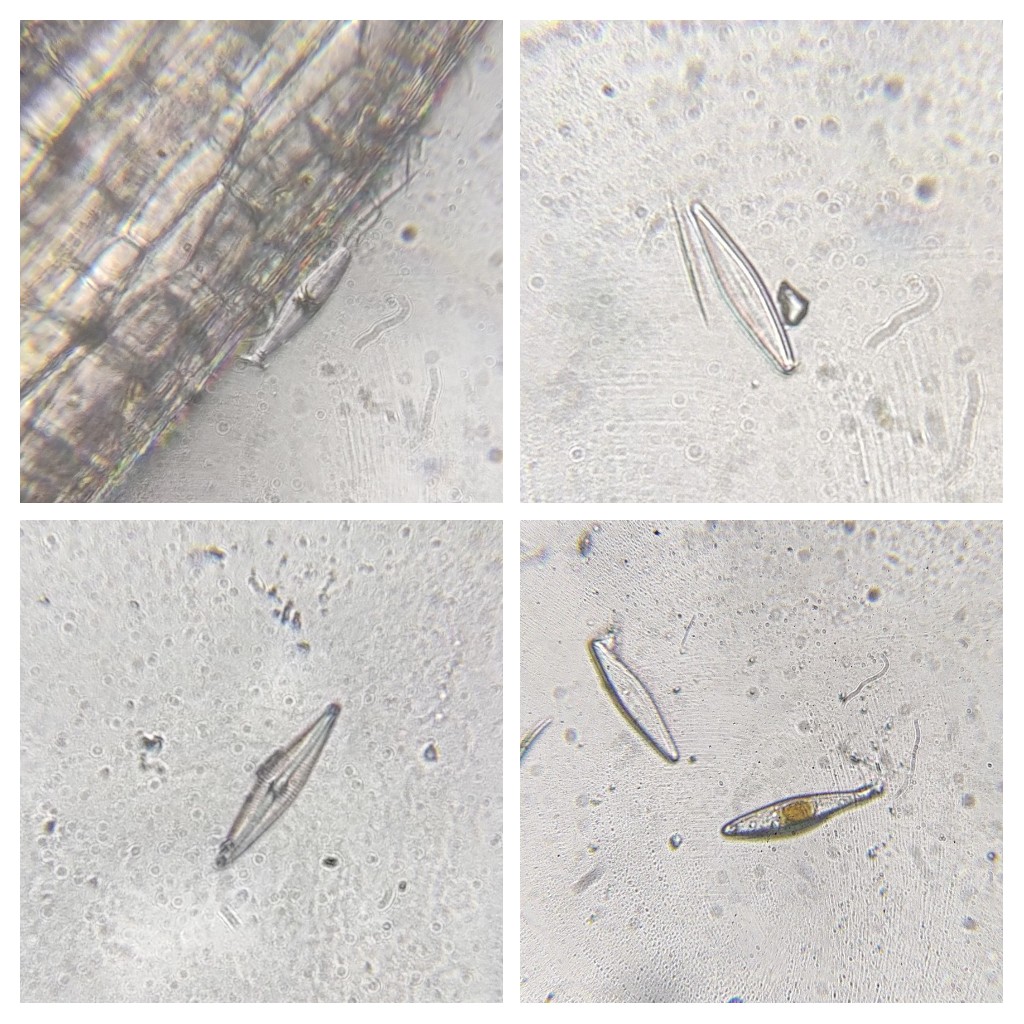  image of diatoms